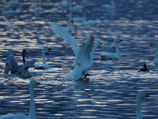 羽を広げる白鳥