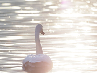 光る湖に揺られる白鳥