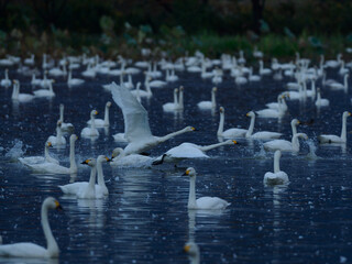 群れの中を駆け抜ける白鳥