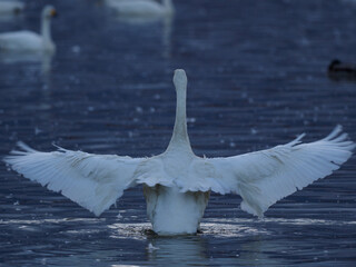 羽を広げる白鳥