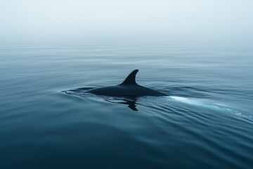 Fototapeta premium Dolphin Silhouette in Ocean