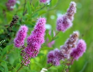 Obraz premium Spiraea salicifolia is blooming in the garden