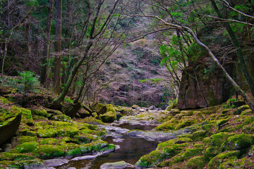 Moss Covered Rocks and Serene Stream at 48 Akmen Waterfalls, Japan