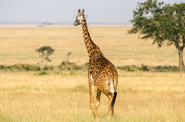 girafe dans le parc du Serengeti 
