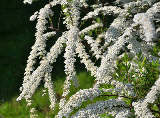 Spiraea blooms in the garden.