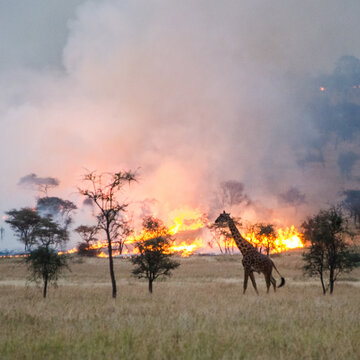 feu de brousse dans la savane africaine 