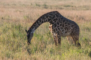 girafe dans le parc du Serengeti 