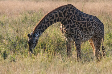 girafe dans le parc du Serengeti 