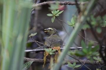 youth saltator coerulescens perched on a branch with green background