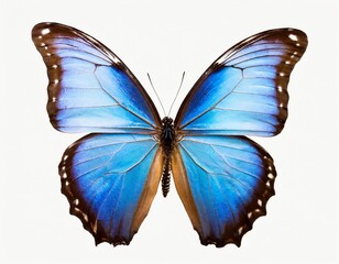 Fototapeta premium Blue Morpho Butterfly: Stunning Morpho Peleides Isolated on White