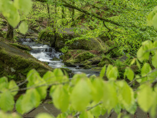 Karlstalschlucht im Pfälzerwald