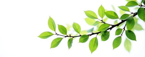 Obraz premium Delicate tree branches with leaves isolated on a white background, texture, branch, branch