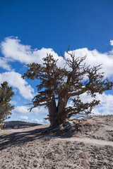 Bristlecone pines grove on Spectra Point Spur Trail at Cedar Breaks National Monument, Utah