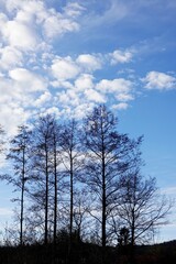 Kahle Bäume und Himmel