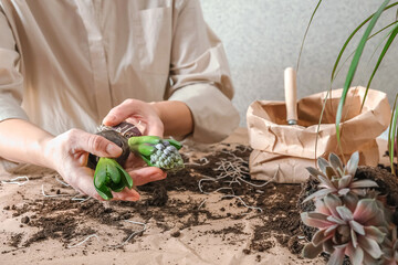 Eco-friendly home gardening biodegradable packaging. Sustainable mini garden concept featuring fresh succulents and blooming bulbs. A mindful approach to urban farming, self-sufficiency,green living