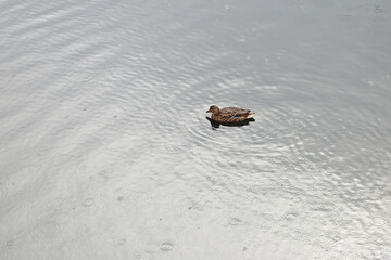 A wild duck swims in a lake in rainy weather. The surface of the water and circles from raindrops.
