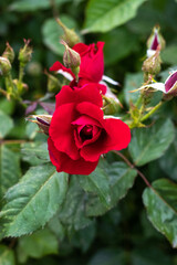 Close-up of red roses in the garden on a blurred green background
