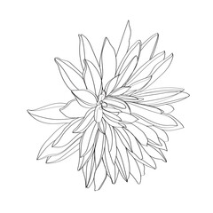 Black and white line illustration of daisy flowers on a white background. Flower chrysanthemum isolated on white
