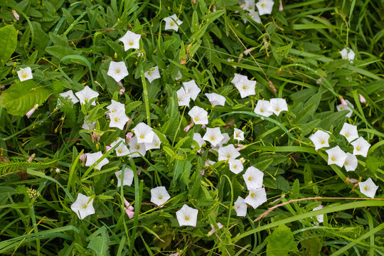 White flowers of field bindweed (Convolvulus arvensis) on a green background