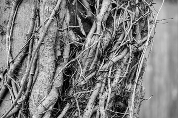 Black and white monochrome image of vines wrapped around a tree trunk