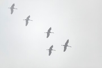 A flock of common cranes (Grus grus) flying in formation through a misty sky in Monfragüe, Extremadura, Spain. A serene and minimalist wildlife scene.