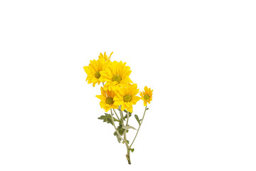 A vibrant yellow daisy branch with delicate petals, green centers, set against transparent background. The flowers symbolize longevity and happiness, radiating warmth and natural beauty.