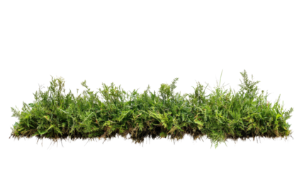 Lush green ferns in a natural setting botanical garden plant photography bright day close-up vibrant nature