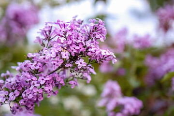 Spring decorative bush of Syringa vulgaris or common lilac, lilac or white color, close up photo, in the garden or landscape architecture design, wallpaper