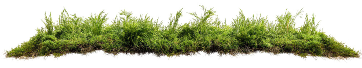 Lush green moss growth nature close-up tranquil environment macro view natural beauty for eco-design