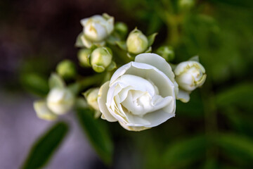 Yellow pink white roses Rosa banksiae or Lady Bankflowers for the celebration use, in the garden or landscape architecture design