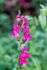 Obraz premium Antirrhinum australe or dragon flowers or snapdragons in the garden or landscape architecture design