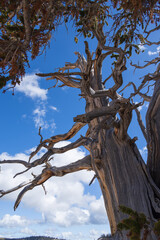 Bristlecone pines grove on Spectra Point Spur Trail at Cedar Breaks National Monument, Utah