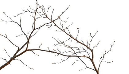 Intricate, bare branches isolated against pure white background, organic, lifeless