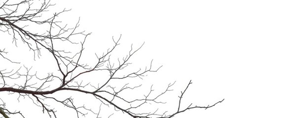 Fototapeta premium Intricate bare branches, stark against pure white background, frost, art