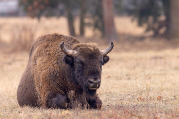 Żubr europejski (Bos bonasus)