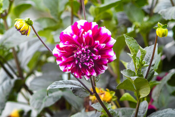 Fototapety na wymiar - Fototapeta24.pl