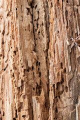Texture of damaged wood with holes from pests, close-up, with emphasis on natural texture and damage details