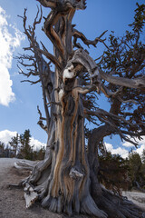 Bristlecone pines grove on Spectra Point Spur Trail at Cedar Breaks National Monument, Utah