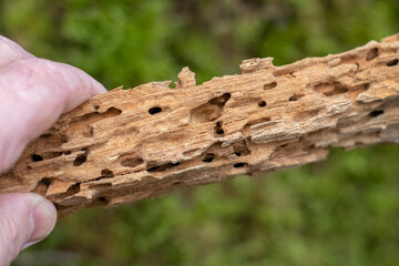 A close-up shot of damaged wood with holes from pests in a human hand, showing the natural beauty and details of the damage
