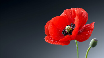 Red Poppy Flower with Dew Drops on Dark Background