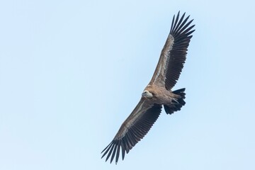 A majestic Griffon vulture (Gyps fulvus) soars with outstretched wings against a clear sky in Monfragüe, Spain. A powerful symbol of wildlife and freedom