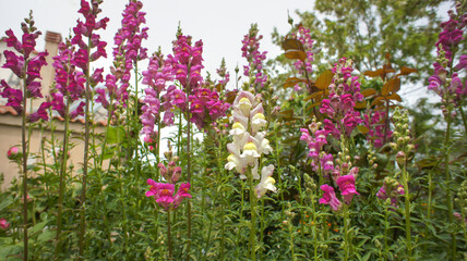 Antirrhinum australe or dragon flowers or snapdragons in the garden or landscape architecture design