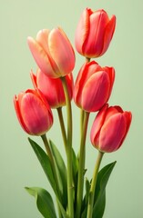 Fototapeta premium Pink tulips. International Women's Day. A postcard for March 8th. A festive concept.