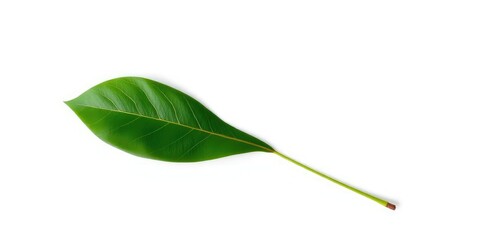Fototapeta premium Single leaf, isolated on pure white background, chlorophyll, ecology