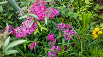 Pink flowers of Spiraea japonica or Japanese meadowsweet or Japanese spiraea, shrubs in the family Rosaceae, in the garden or landscape architecture design