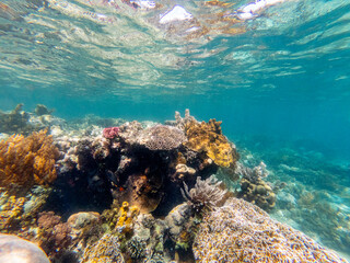 Close-Up of Beautiful Coral Reefs while snorkeling off the coast of Mombasa, Kenya.  © Eli