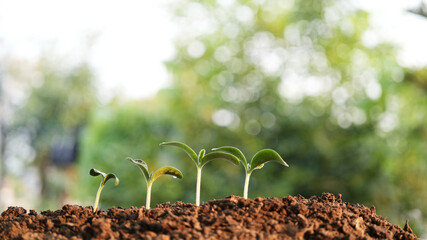 vegetable small sprouting macro closeup