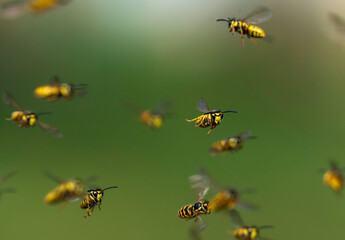 swarm of dangerous striped insects flying chaotically in summer garden