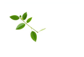 Single vibrant green plant, isolated on pure white backdrop, vibrant, material