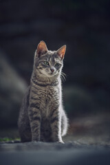 Portrait of a tabby cat with green eyes. Selective focus.